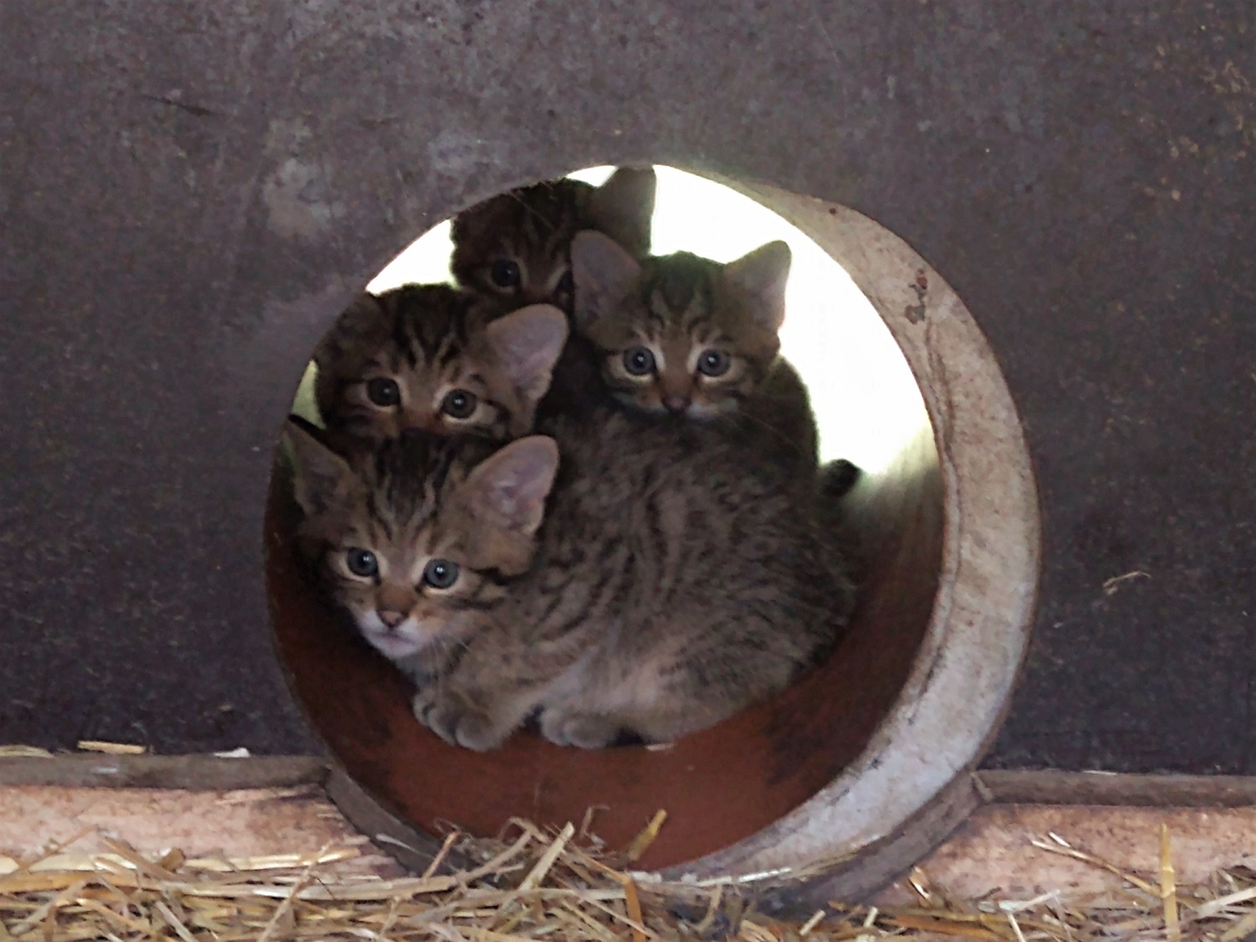 Wildkatzen-Nachwuchs im Wildgatter Oberrabenstein (Archivfoto von 2023)