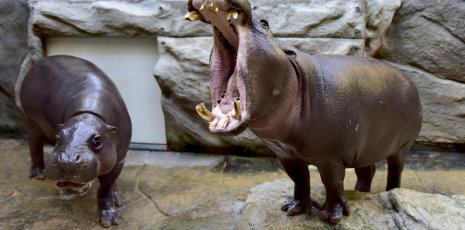 Zwergflusspferde im Tierpark