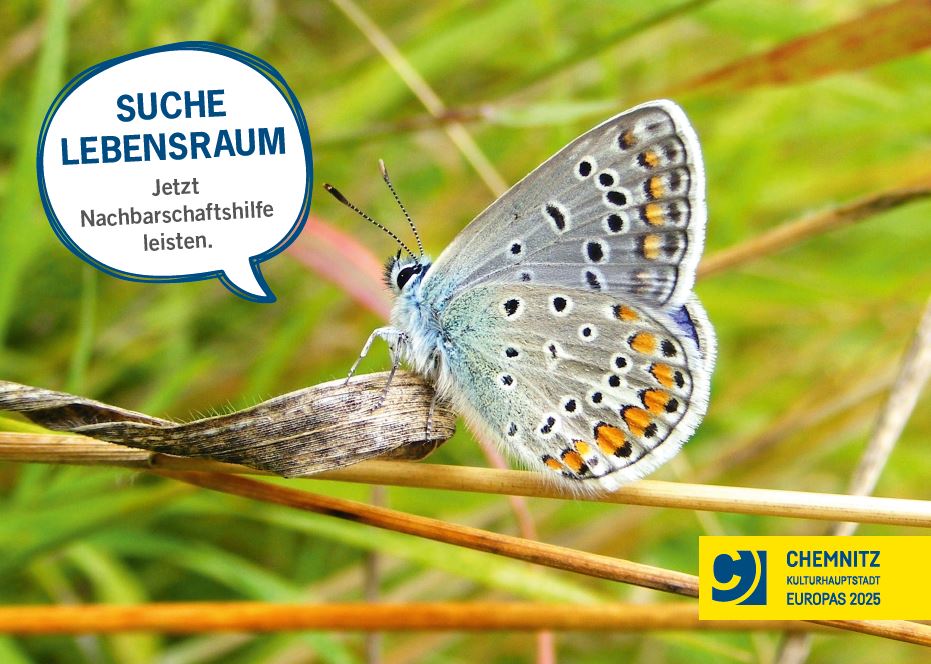 Schmetterling 