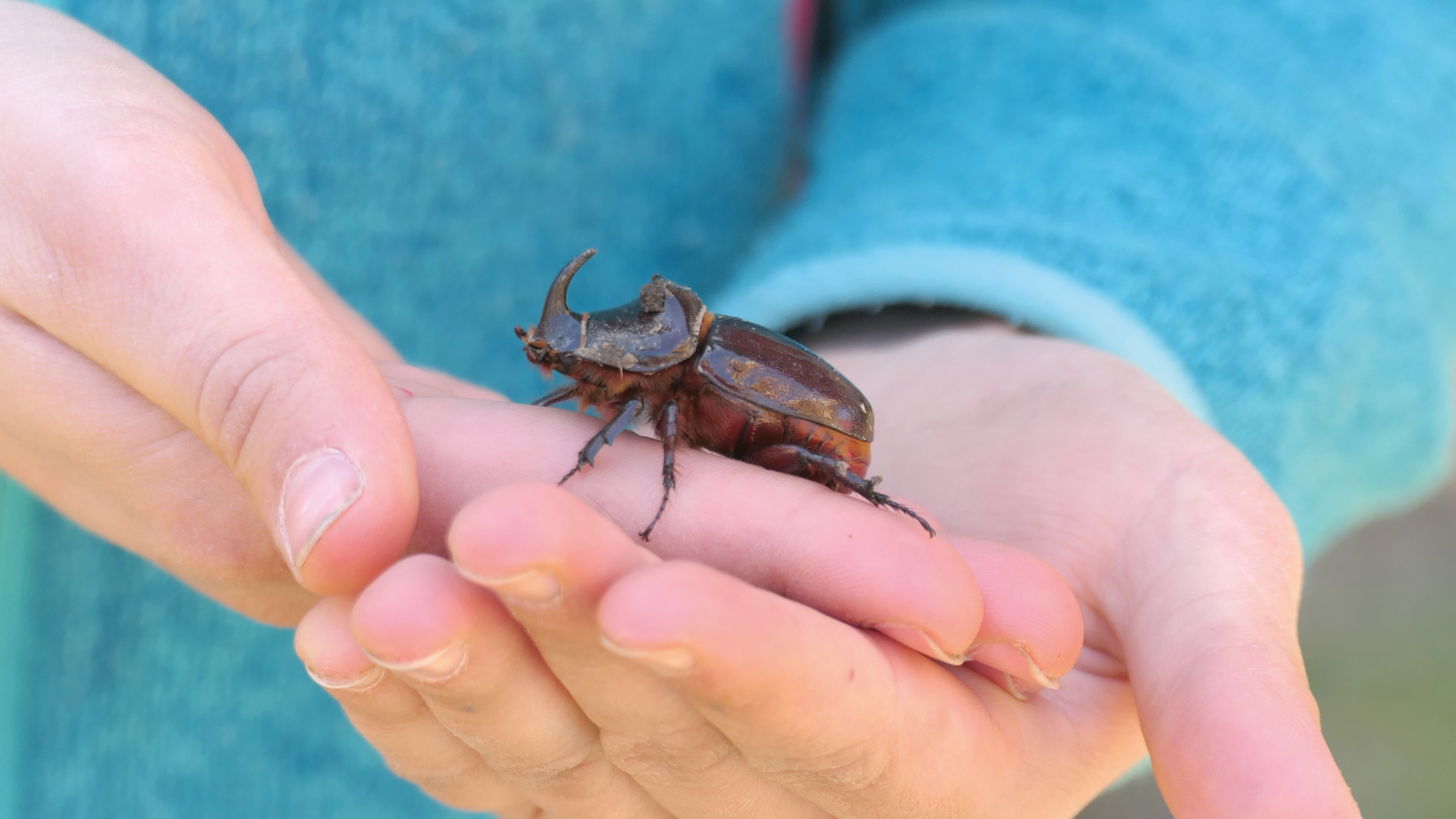 Nashornkäfer in der Hand eines Kindes